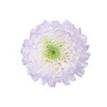 �������� ���Ǝ��ۤΤ�(12) �ѡ��ץ�