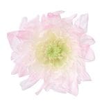 �������� ���Ȥ͵�(6) �ԥ�