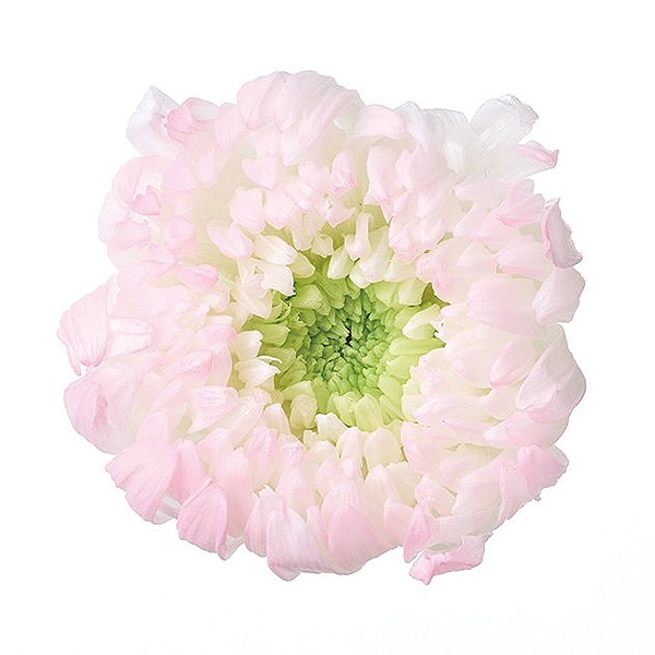 �������� �صƎ���֎��ۤΤ�(6) �ԥ�