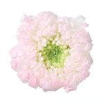 �������� �صƎ���֎��ۤΤ�(6) �ԥ�