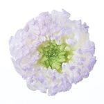 �������� �صƎ���֎��ۤΤ�(6) �ѡ��ץ�