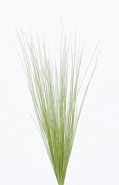 �������� �쥤��ܡ����饹�����硼�� �ڡ��륰�꡼��