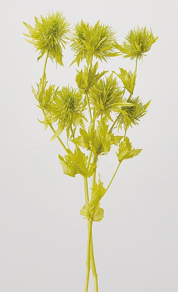 �������� ����󥸥塼�����ޥ��͡����� ���饹���꡼��