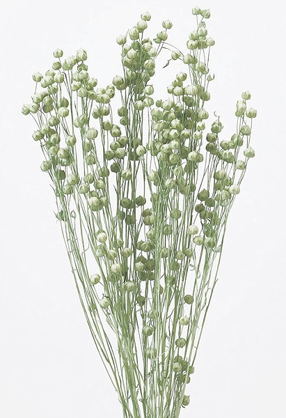 �������� ���ե� ���������꡼��