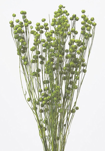 �������� ���ե� ���饹���꡼��