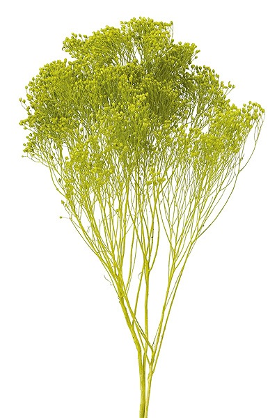 �������� ��꥽�˥� ���饹���꡼��