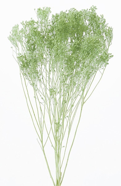 �������� ��꥽�˥� ���Х�ȥ��꡼��