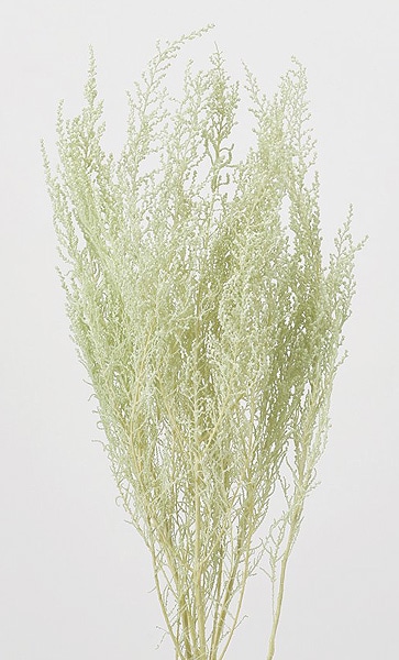 �������� ���ȡ��� ���������꡼��