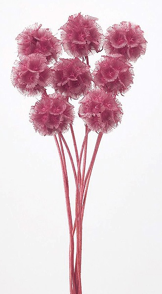 �������� ���ƥ�󥯡����� �ե��ܥ��