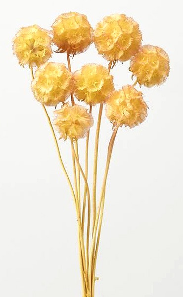 �������� ���ƥ�󥯡����� ���������ԥ�