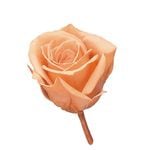 �������� �ӥӥ���(24) �֥��å���ԡ���