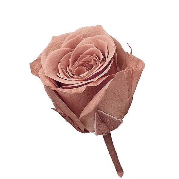 �������� �ӥӥ���(24) �ԥ󥯥⥫