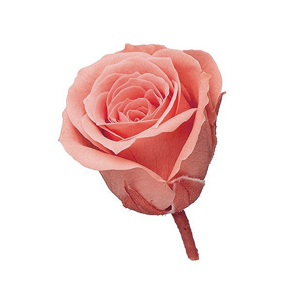 �������� �ӥӥ���(24) �ԥ󥯥������