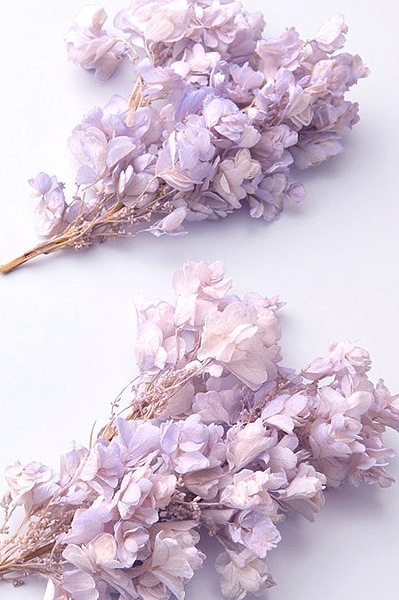 �������� ������Х����������إå� �ԥ󥯥ѡ��ץ�