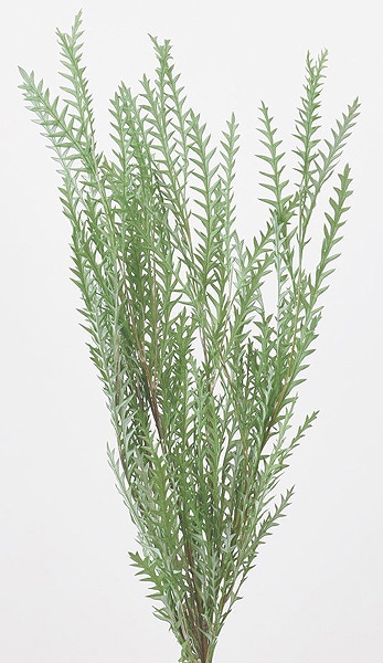 �������� ����ӥ쥢�������Х�ե��� ���Х�ȥ��꡼��