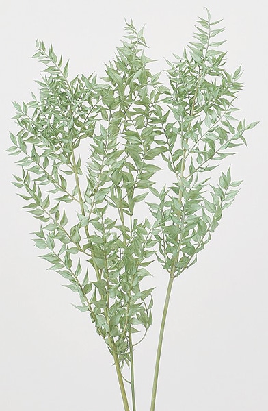 �������� �饹�������ץꥶ���֥� ���Х�ȥ��꡼��