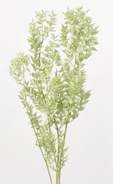 �������� �饹�������ץꥶ���֥� ���������꡼��