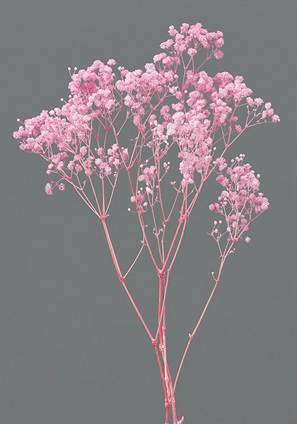 �������� ���������������С������� �ԥ�