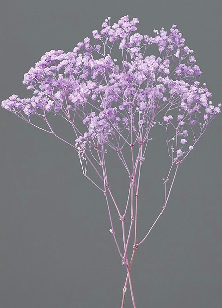 �������� ���������������С������� �ѡ��ץ�