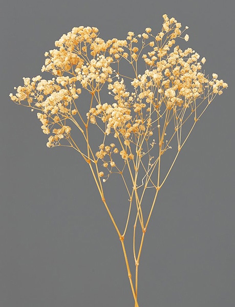 �������� ���������������С������� ����ꥢ�����