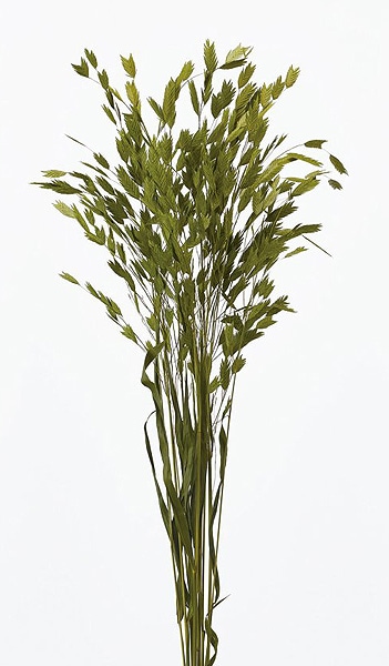 �������� �磻��ɥ����� �ե�å��奰�꡼��