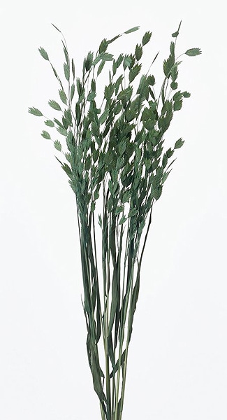 �������� �磻��ɥ����� ���Х�ȥ��꡼��