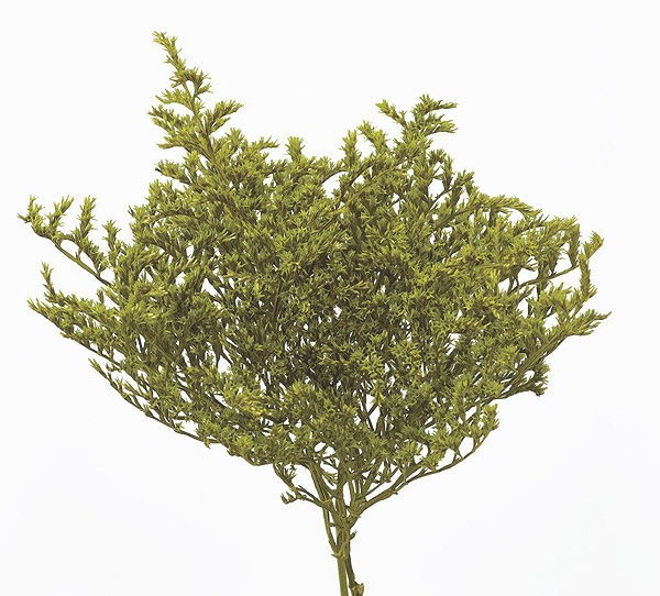 �������� �����ꥫ ���饹���꡼��