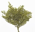 �������� �����ꥫ ���饹���꡼��