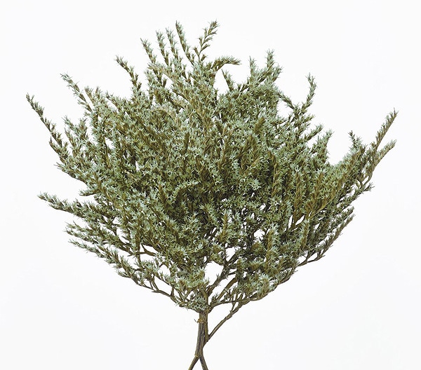 �������� �����ꥫ ���Х�ȥ��꡼��