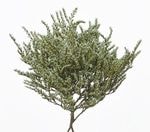 �������� �����ꥫ ���Х�ȥ��꡼��