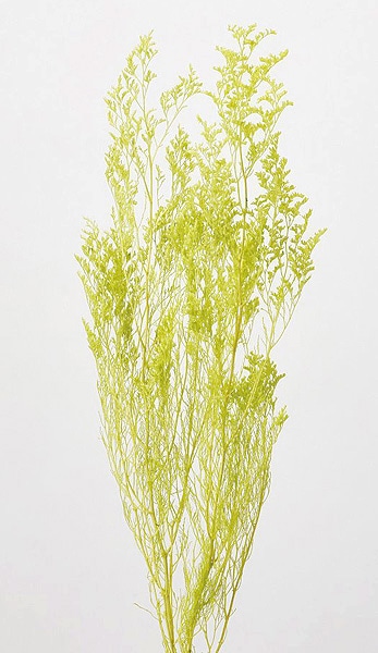 �������� �����ԥ� �饤�॰�꡼��