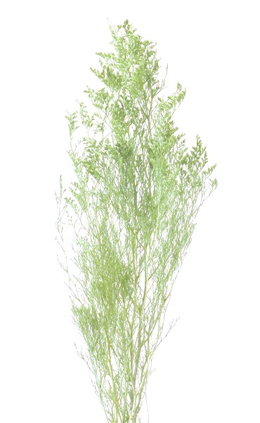 �������� �����ԥ� �ڡ��륰�꡼��