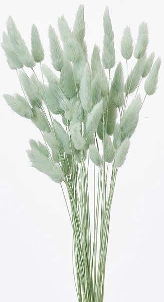 �������� �饰�饹 ���Х�ȥ��꡼��