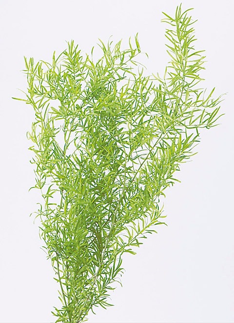 �������� �����ѥ鎥���ץ�󥲥꡼ �饤�॰�꡼��