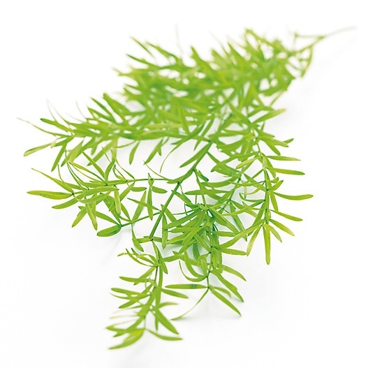 �������� �����ѥ鎥���ץ�󥲥꡼ �饤�॰�꡼��