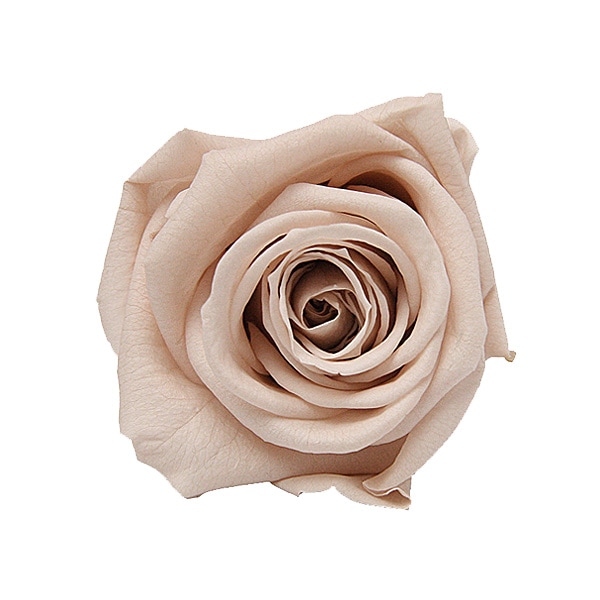 Florever ��ǥ����ʥ�����(8) �̡��ɥԥ�