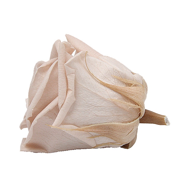 Florever ��ǥ����ʥ�����(8) �̡��ɥԥ�