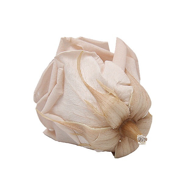 Florever ��ǥ����ʥ�����(8) �̡��ɥԥ�