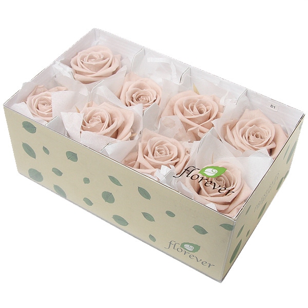 Florever ��ǥ����ʥ�����(8) �̡��ɥԥ�