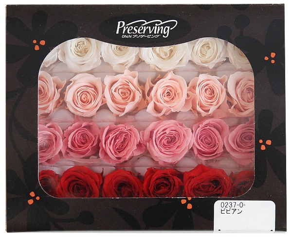 <@needs> ӥӥ󎥥ꥸʥ륢(6x4) Х饨ƥߥå A