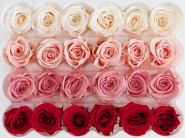 <@needs> ӥӥ󎥥ꥸʥ륢(6x4) Х饨ƥߥå A