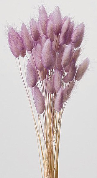 �������� �饰�饹���ġ��ȥ� �ԥ󥯥ѡ��ץ�