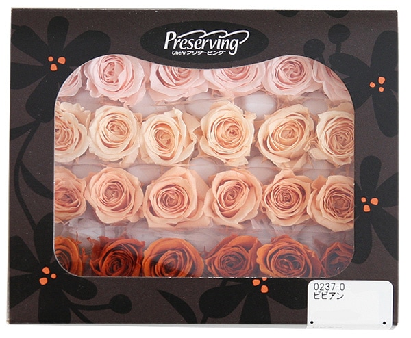 <@needs> ӥӥ󎥥ꥸʥ륢(6x4) Х饨ƥߥå B