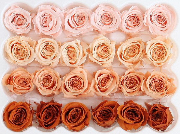 <@needs> ӥӥ󎥥ꥸʥ륢(6x4) Х饨ƥߥå B