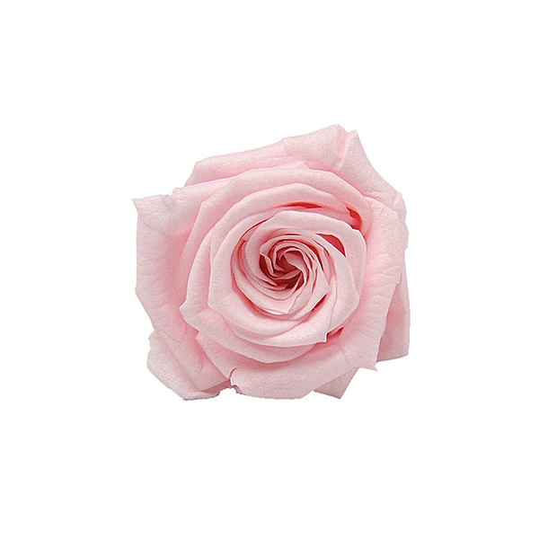 Florever, �٥��ӡ�������(12) �ߥ륭���ԥ�