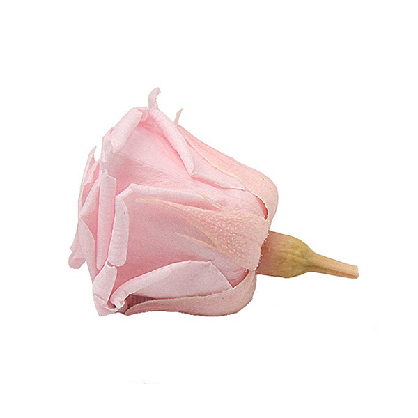 Florever, �٥��ӡ�������(12) �ߥ륭���ԥ�