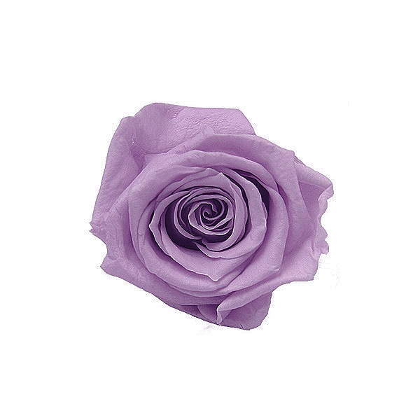 Florever �٥��ӡ�������(12) ���եȥ饤��å�