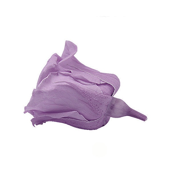 Florever �٥��ӡ�������(12) ���եȥ饤��å�