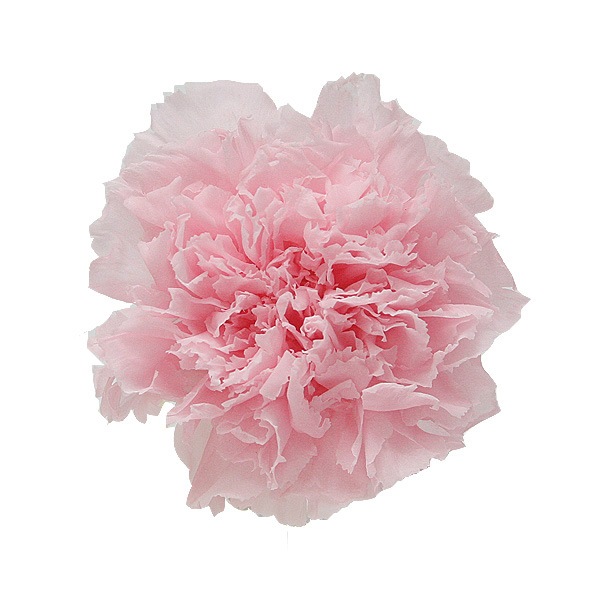 Florever �����͡������(6) �ߥ륭���ԥ�