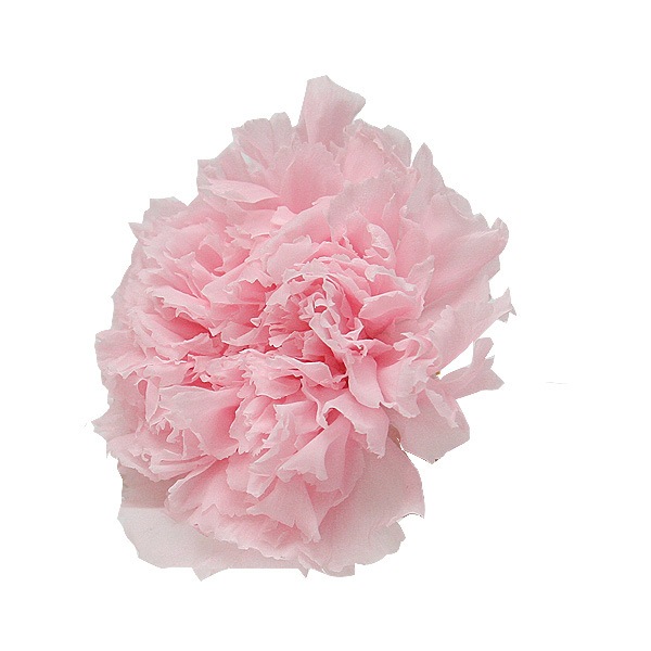 Florever �����͡������(6) �ߥ륭���ԥ�